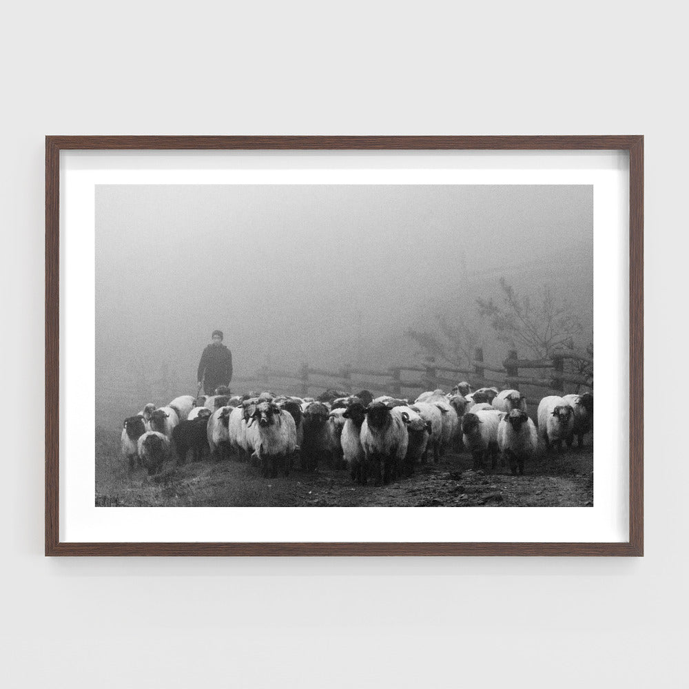 Transhumance