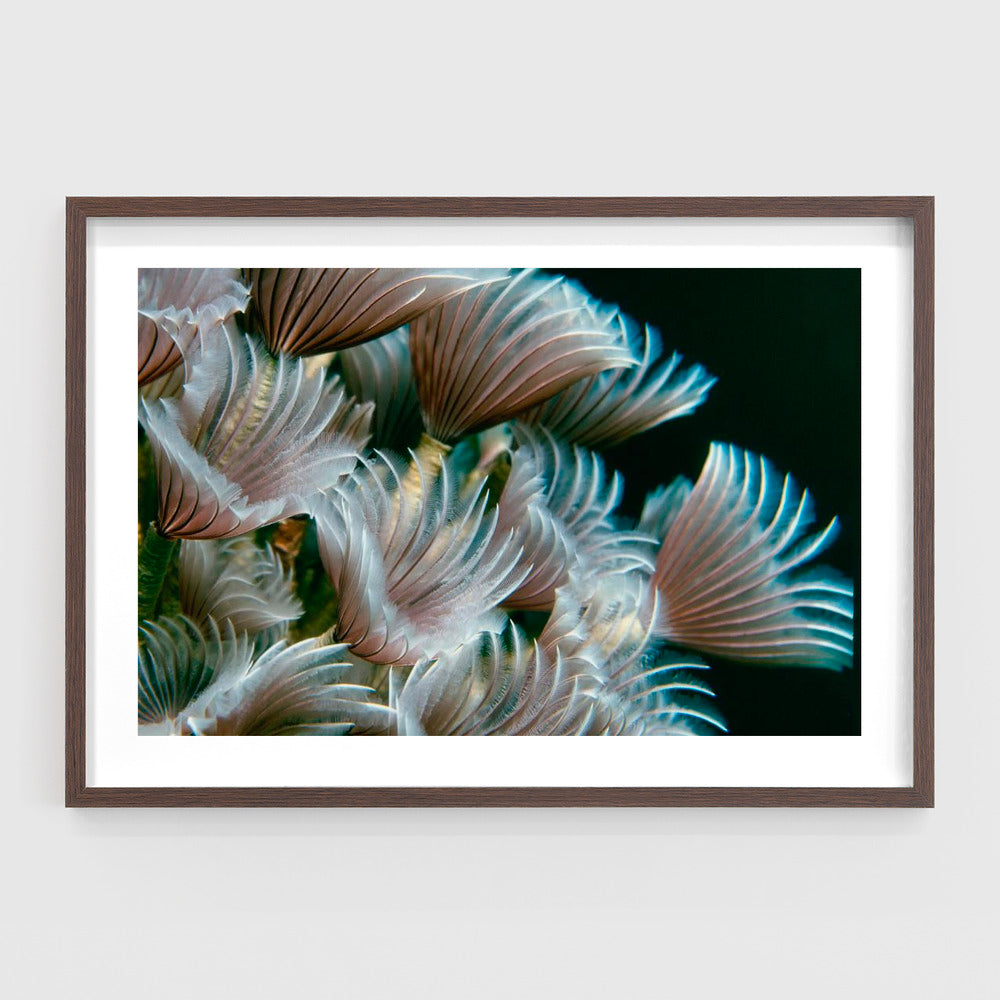 Feather Duster Worms