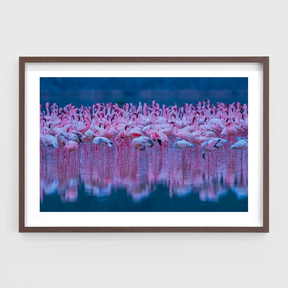 Flamingos