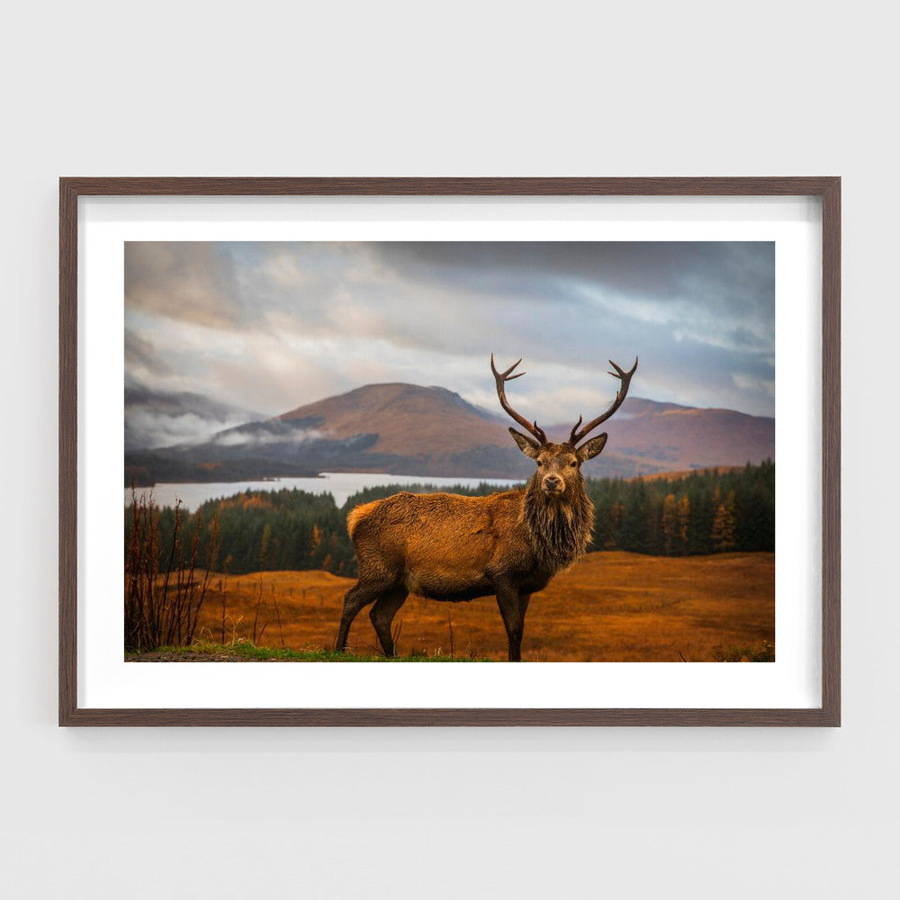 Scottish Stag