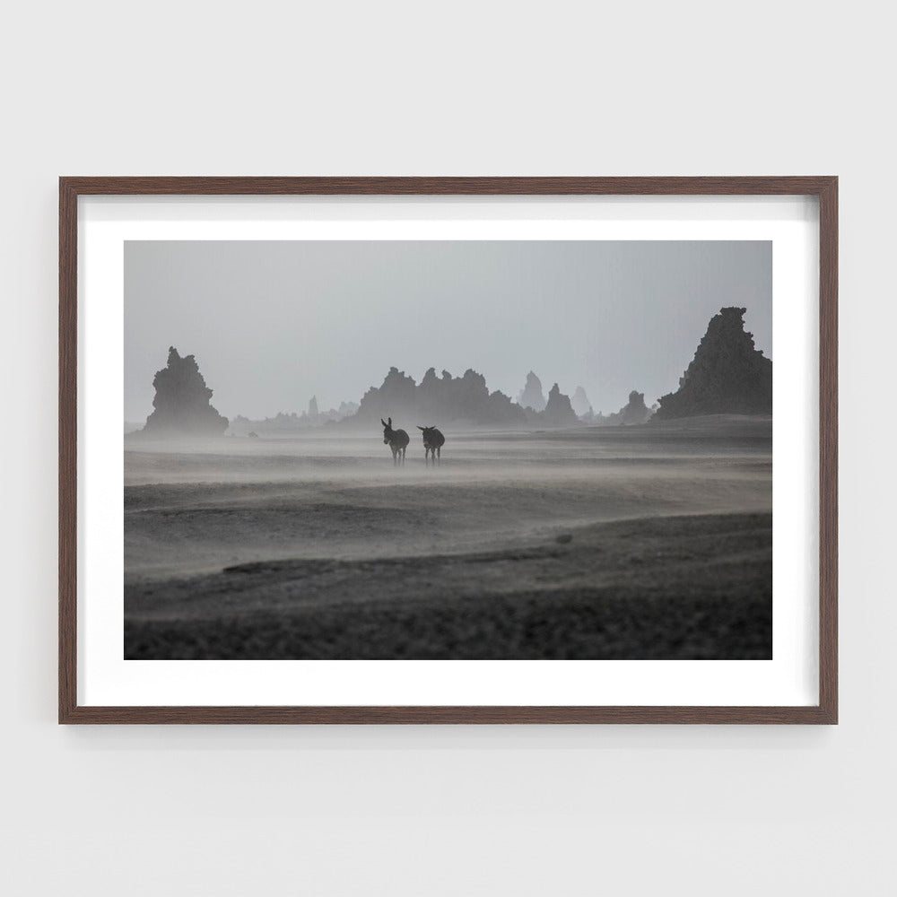 Lonely donkeys at Lac Abbe area, Dikhil