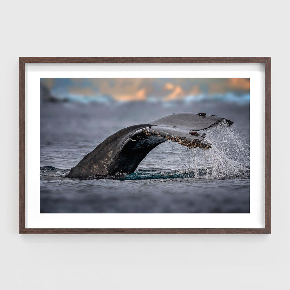 Humpback whale, the owner of Antarctic Ocean