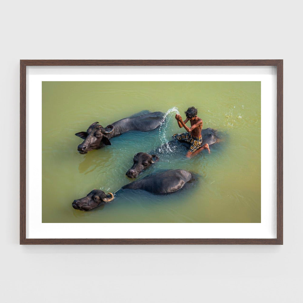 Boy Bathing with Water Buffalo