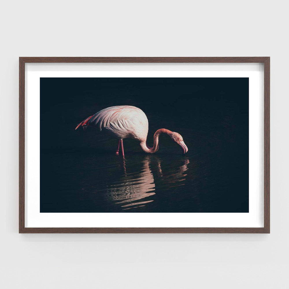 Enlighted flamingo