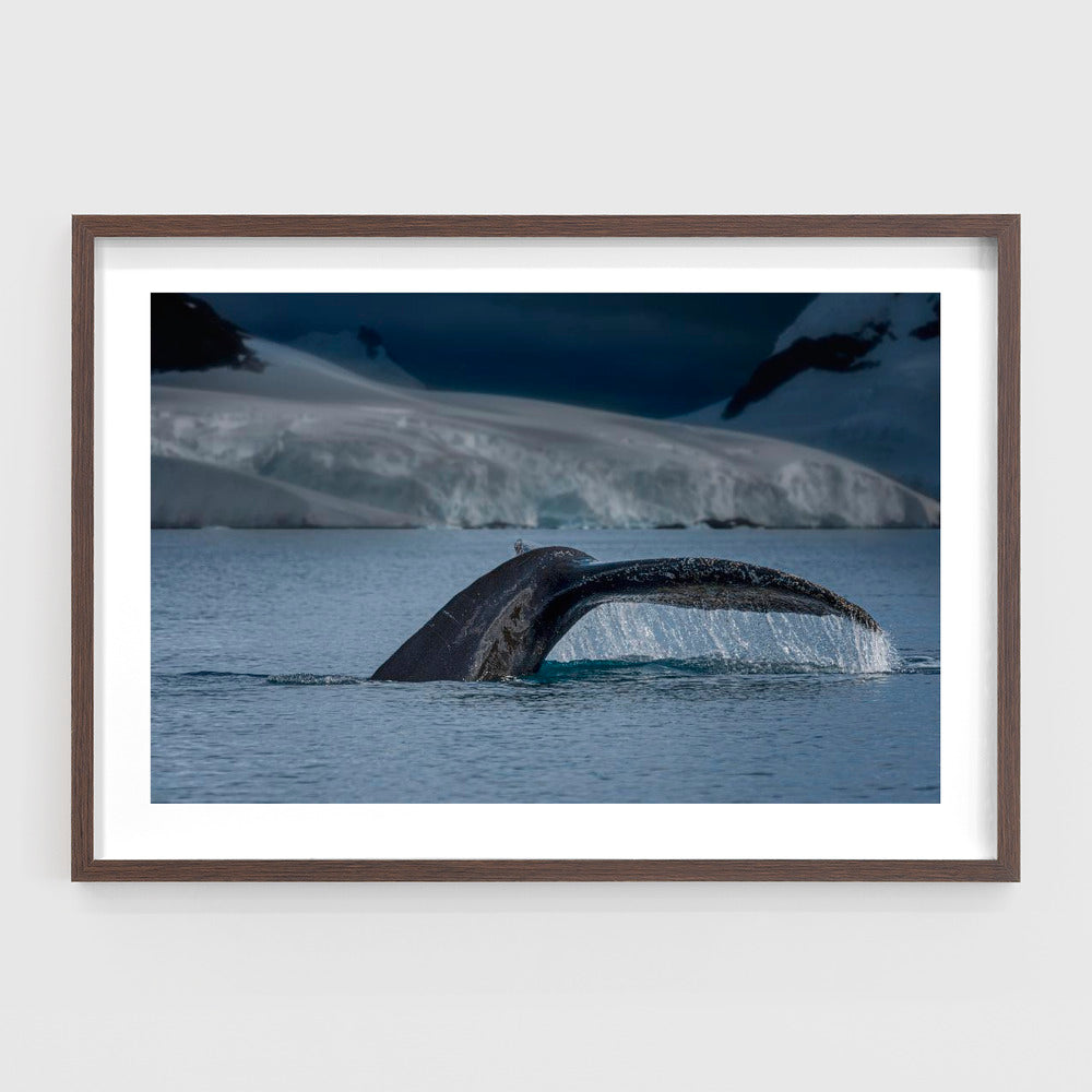 A Whale in Antarctica