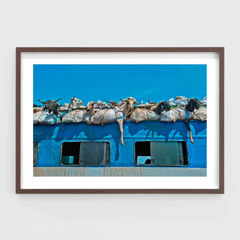 Goats on a Bus, Mali