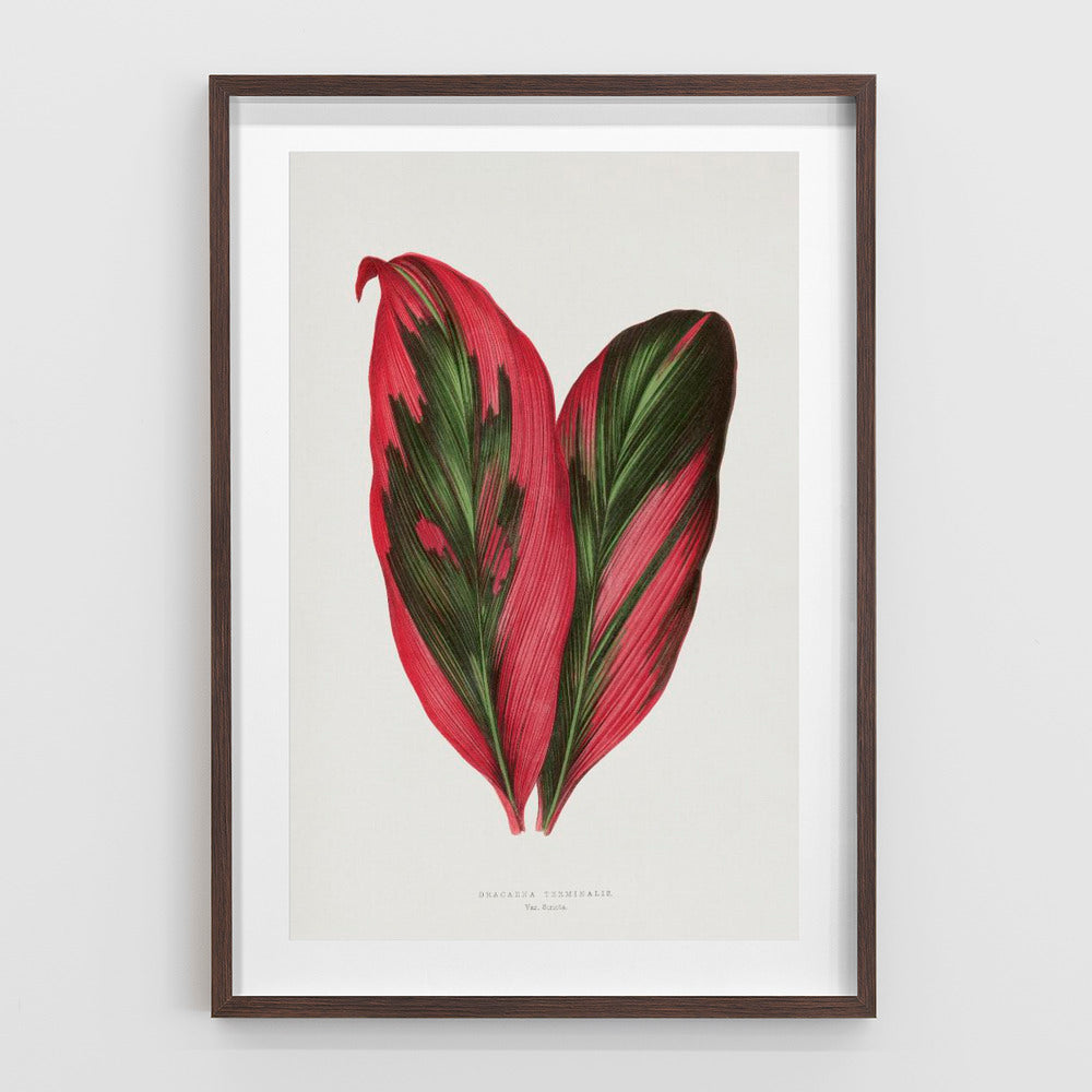 Pink Dracaena Terminalis Leaf Illustration