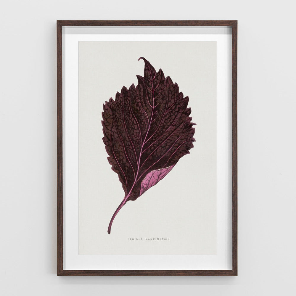 Pink Perilla Nankinensis Leaf Illustration