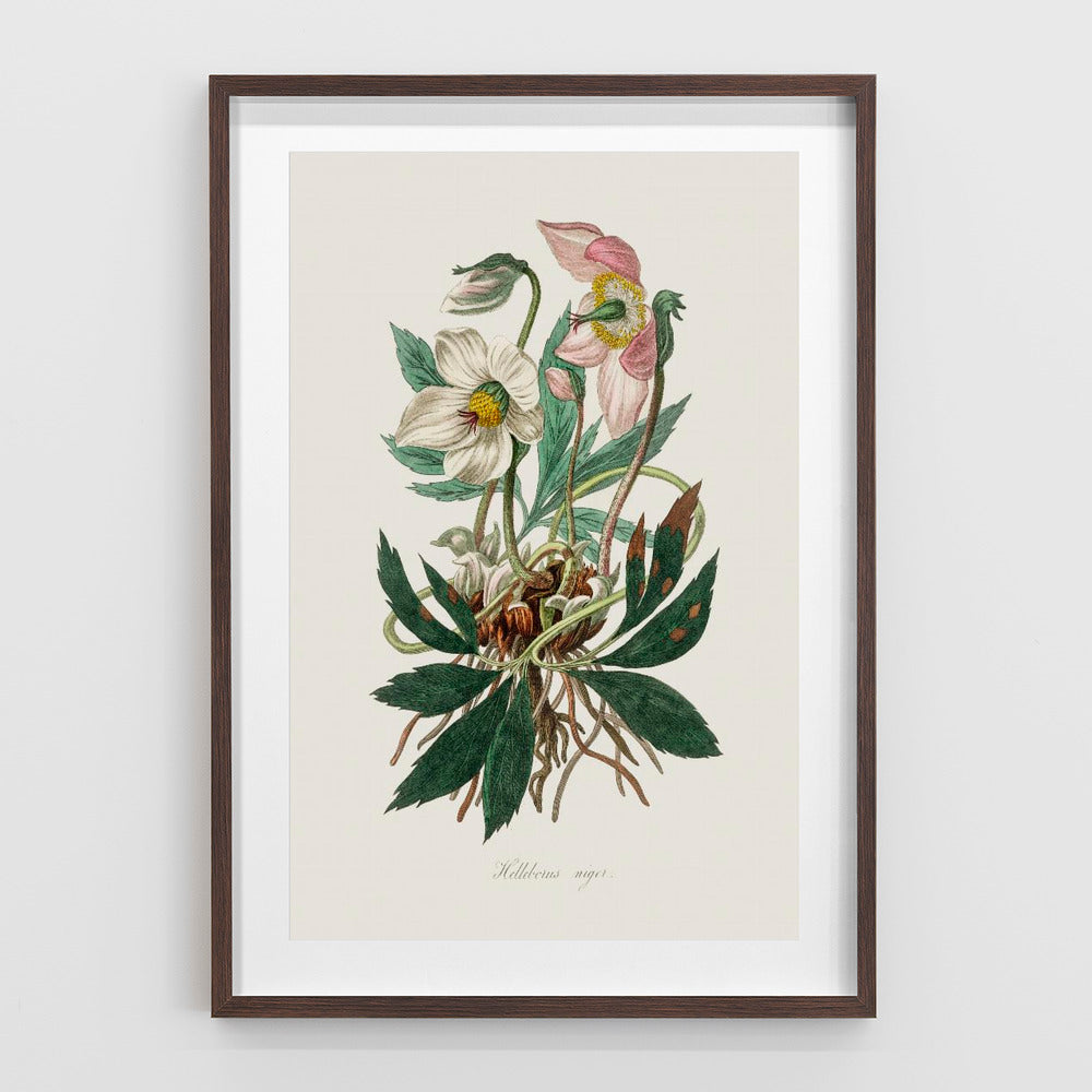 Christmas Rose (helleborus Niger)  Medical Botany