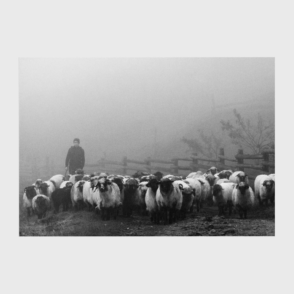 Transhumance