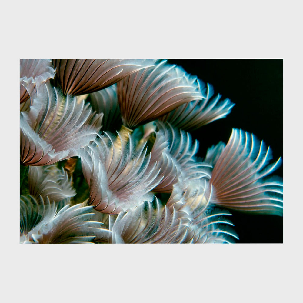 Feather Duster Worms