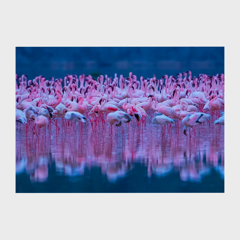 Flamingos