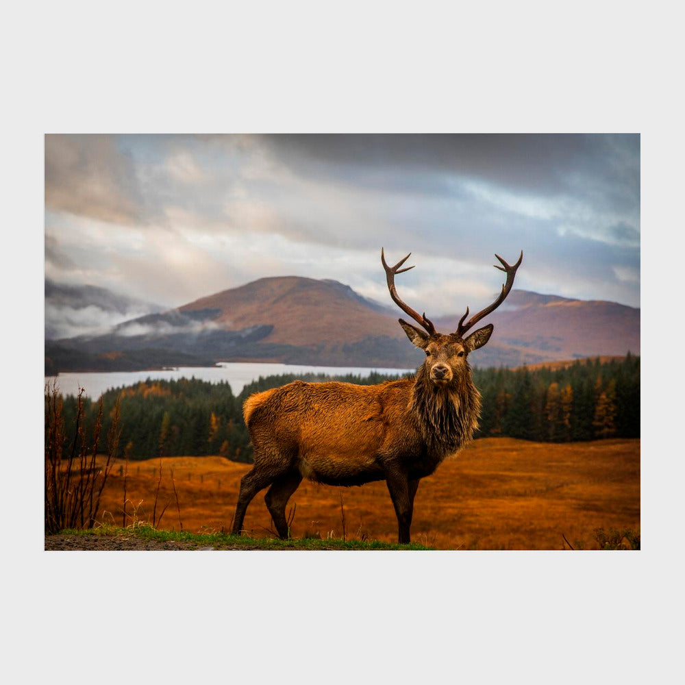 Scottish Stag