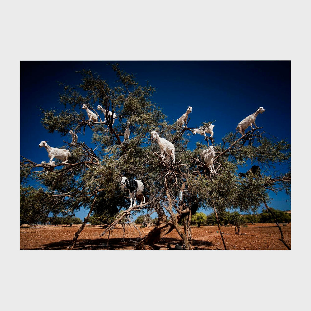 Argan Goats