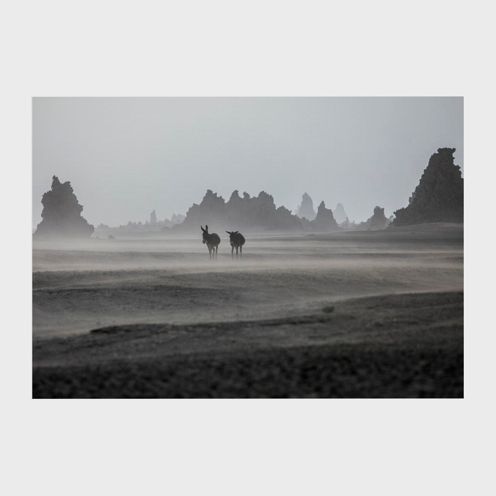 Lonely donkeys at Lac Abbe area, Dikhil