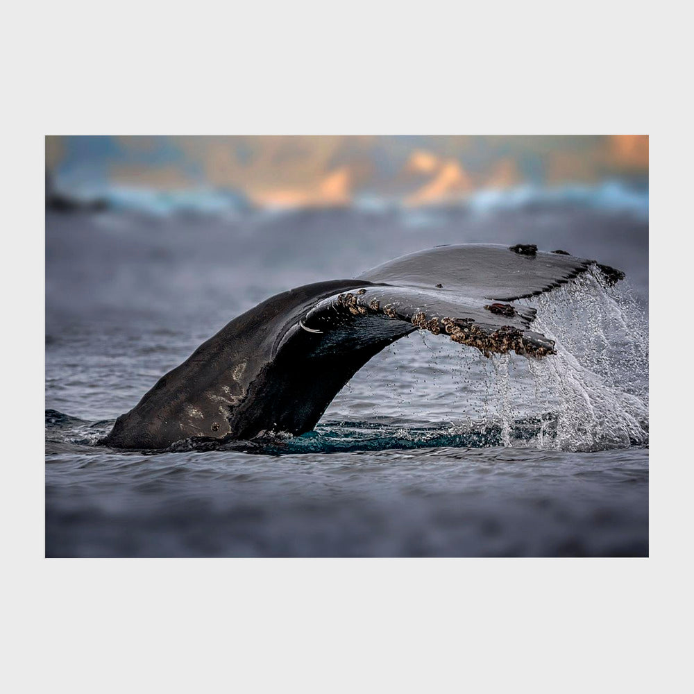 Humpback whale, the owner of Antarctic Ocean