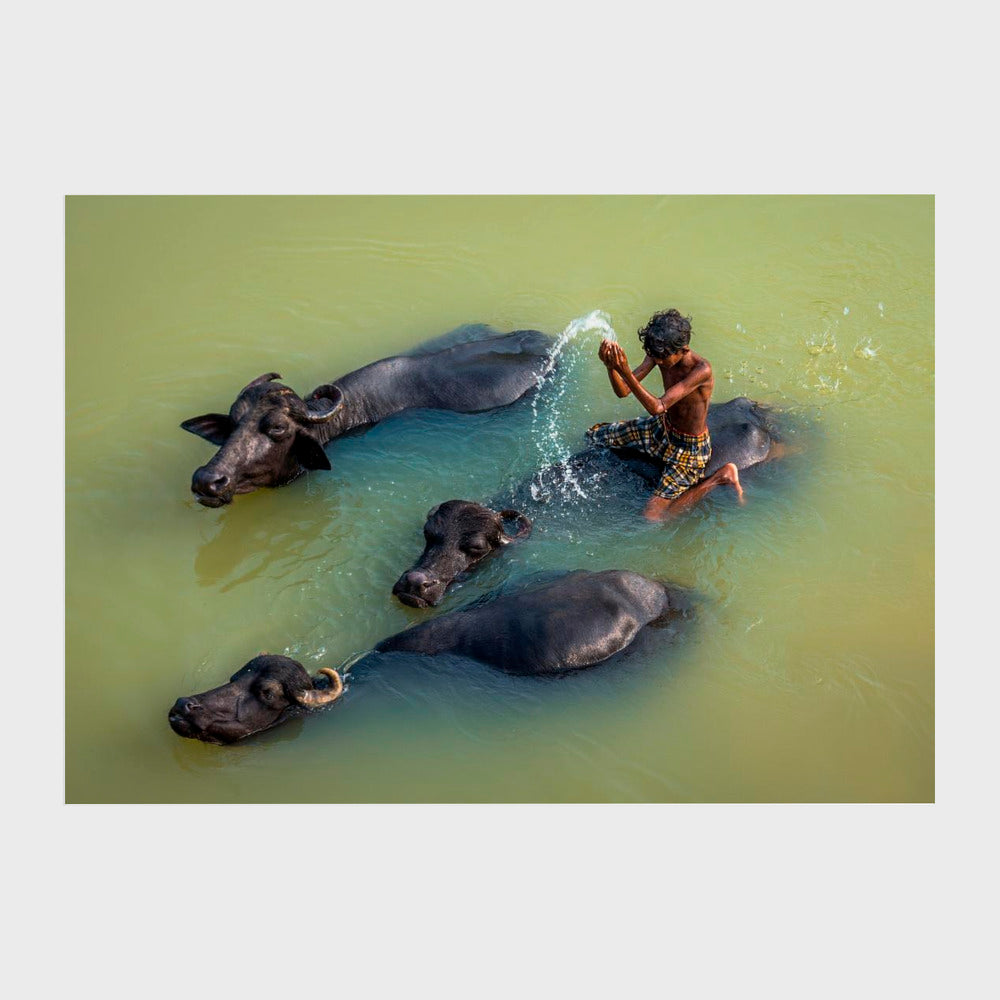 Boy Bathing with Water Buffalo