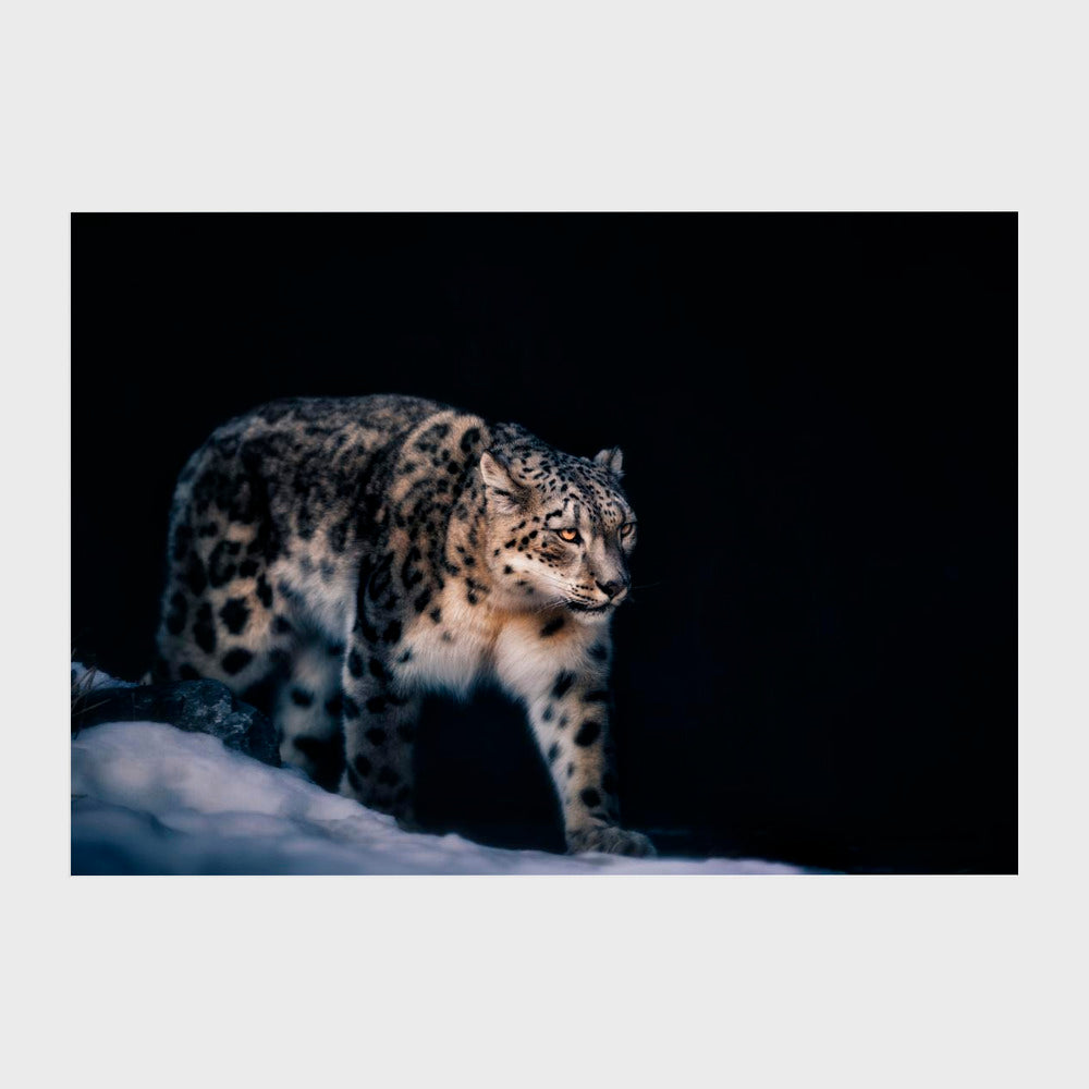 Snow Leopard