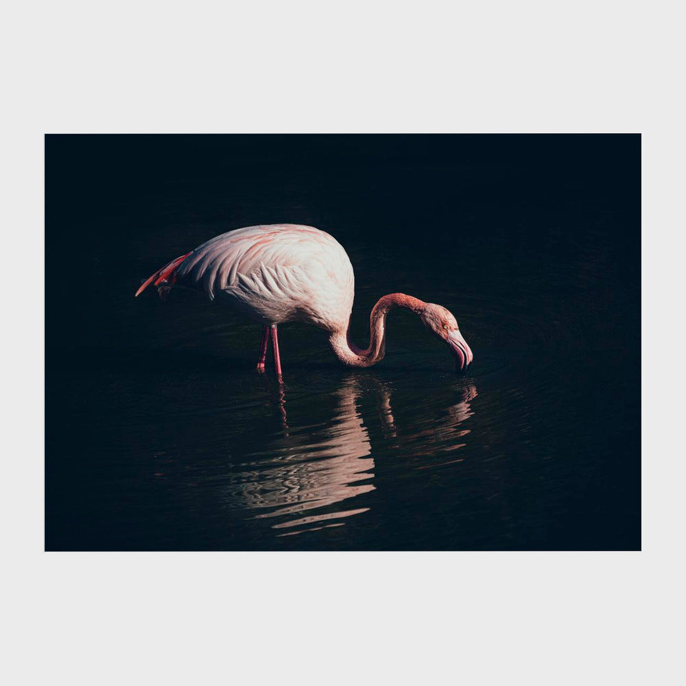 Enlighted flamingo