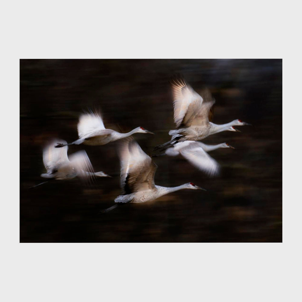 Sandy Cranes' flying motion