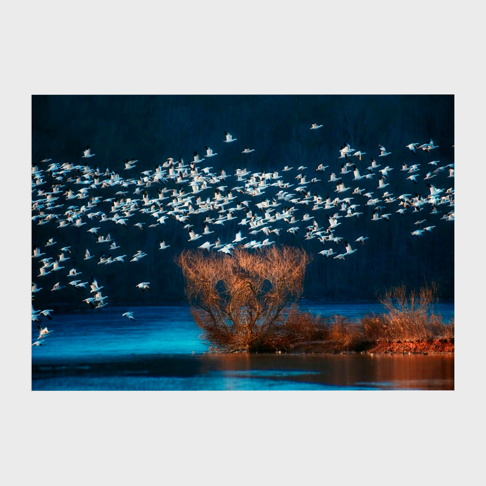 Snow Geese Migration