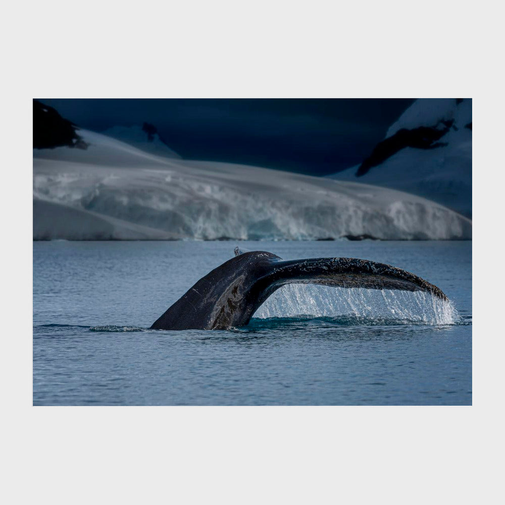 A Whale in Antarctica