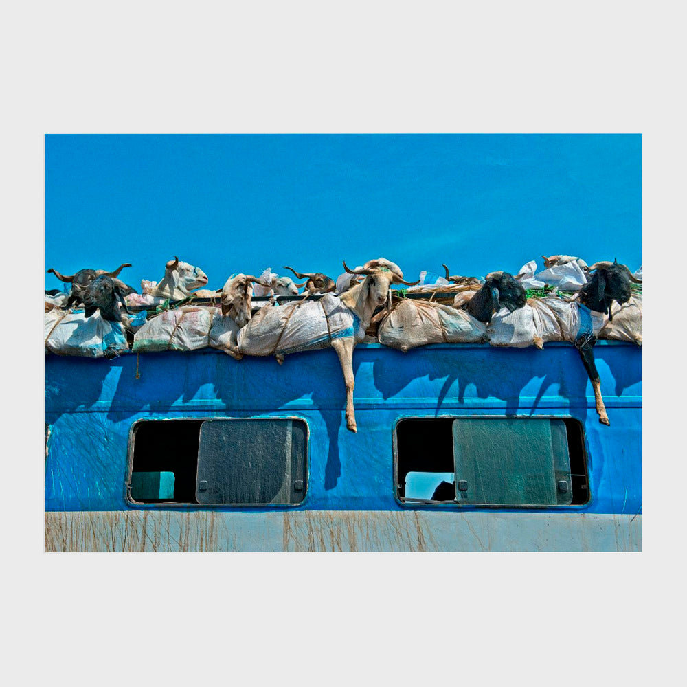 Goats on a Bus, Mali