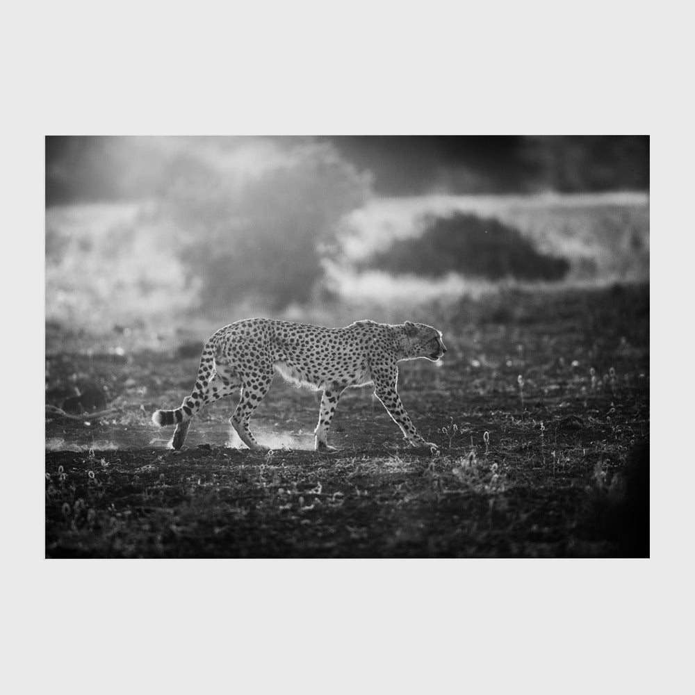 Backlit Cheetah