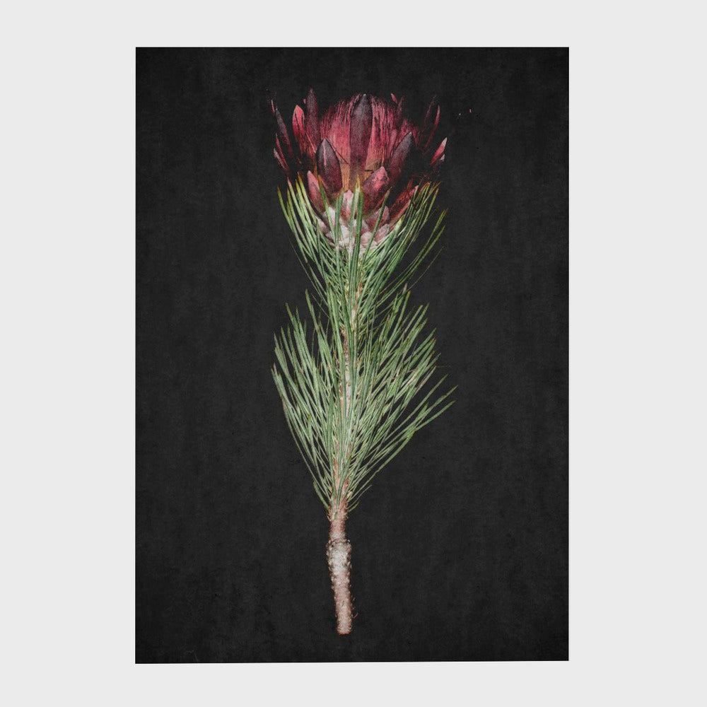 Protea