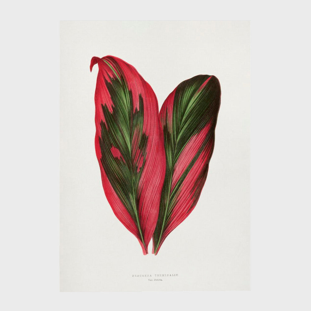 Pink Dracaena Terminalis Leaf Illustration