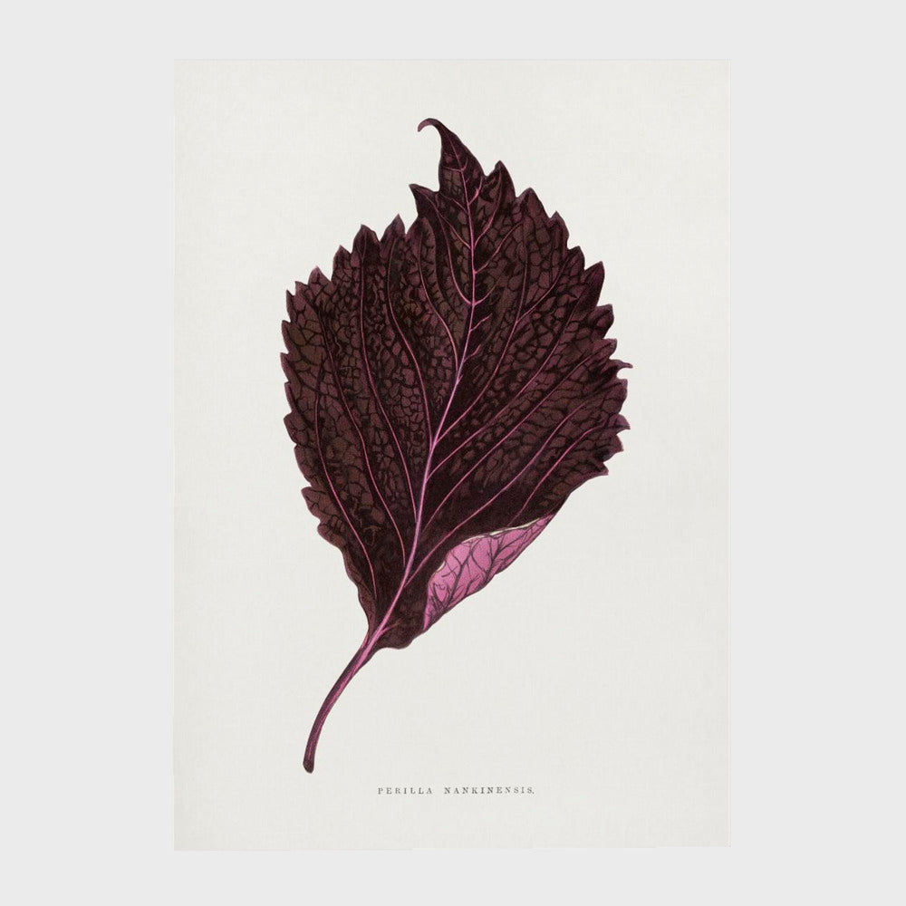 Pink Perilla Nankinensis Leaf Illustration