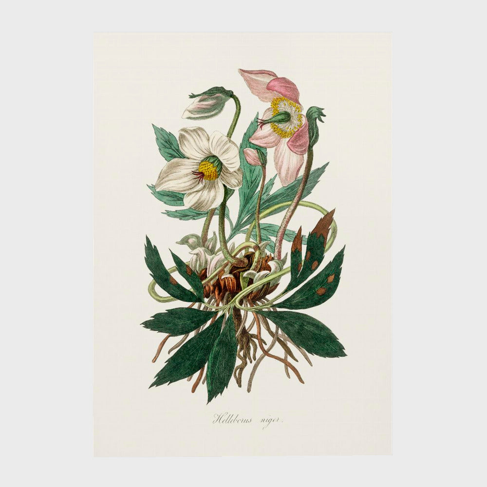 Christmas Rose (helleborus Niger)  Medical Botany